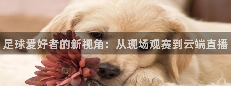 球神足球直播在线观看