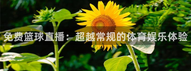 球神直播体育足球：免费篮球直播：超越常规的体育娱乐体验